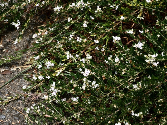 {Lespedeza cuneata}